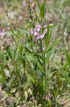 Showy milkwort